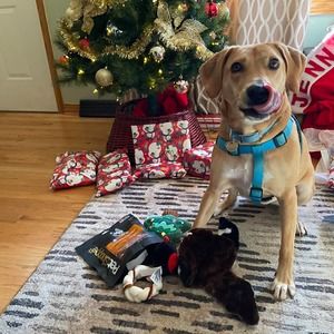 Meet your Posher, Diane bell